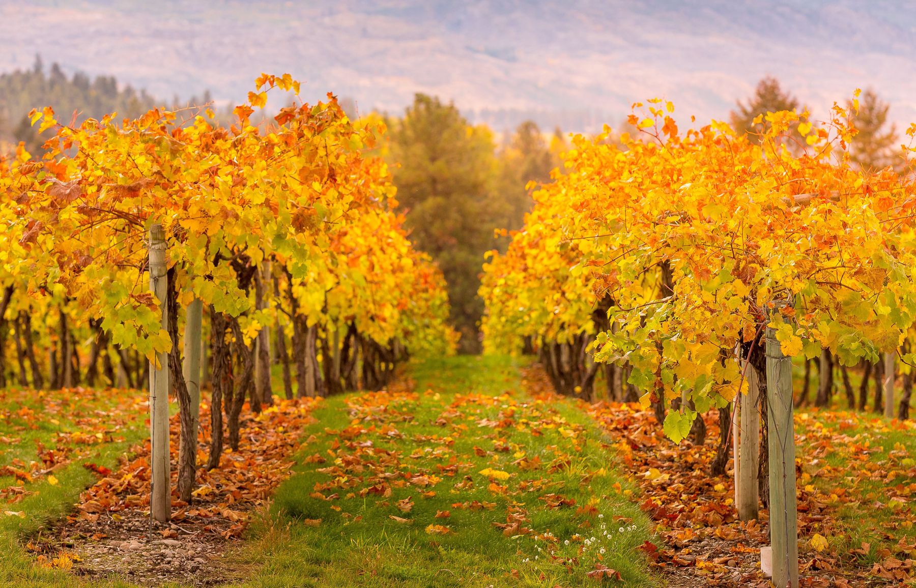 Vineyard rows in Napa Valley